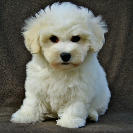 la-chon puppy for sale