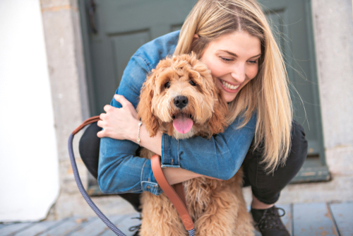 labradoodle dog puppy usa