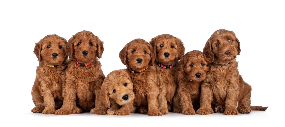 labradoodle puppies main for sale USA KS