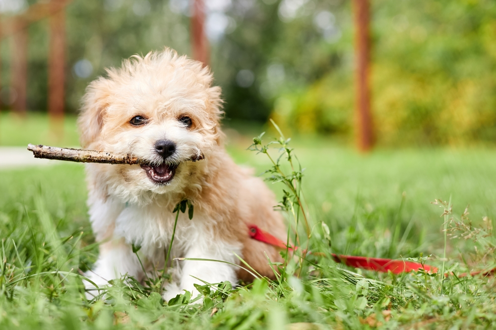 maltipoo with stick toy puppy