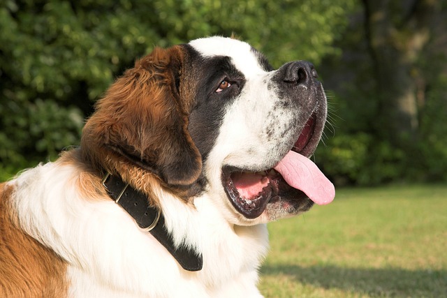 saint bernard dogs for sale usa