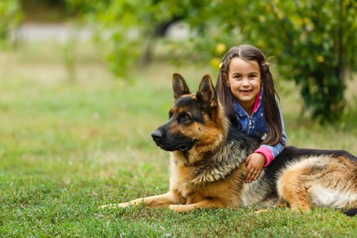 usa German Shepherd puppies