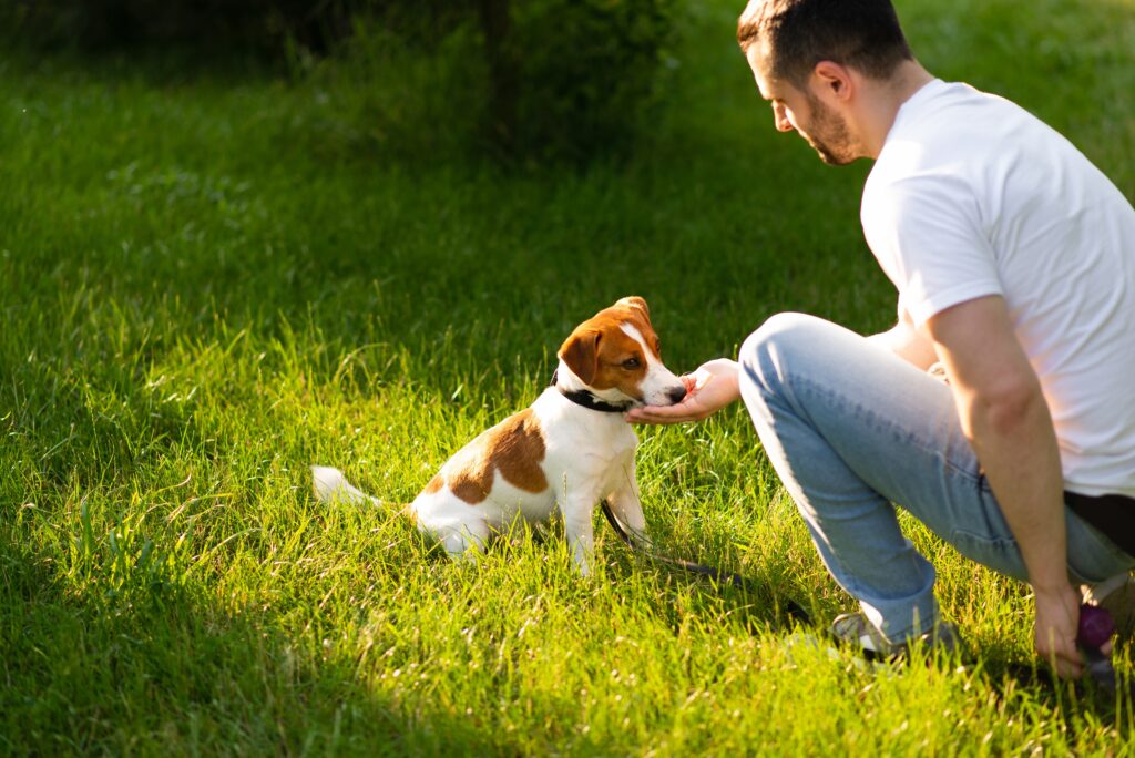 How Can You Determine If A Puppy With Calm Temperament?