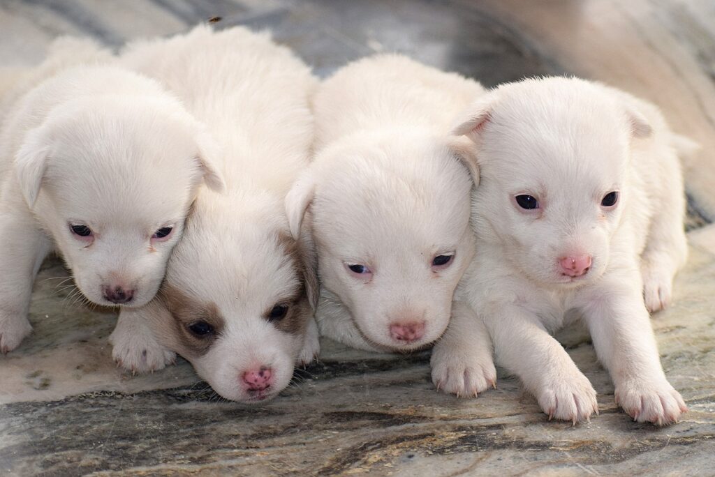 What Do Breeders Do With Unwanted Puppies