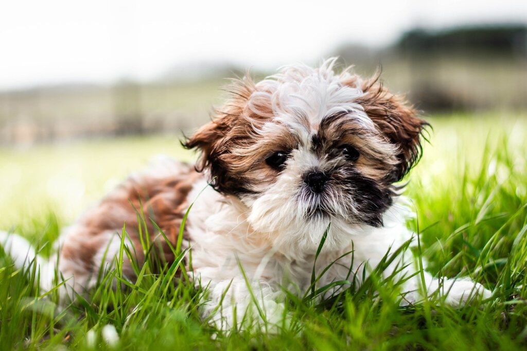 Can A Puppy Be Potty Trained At 12 Weeks