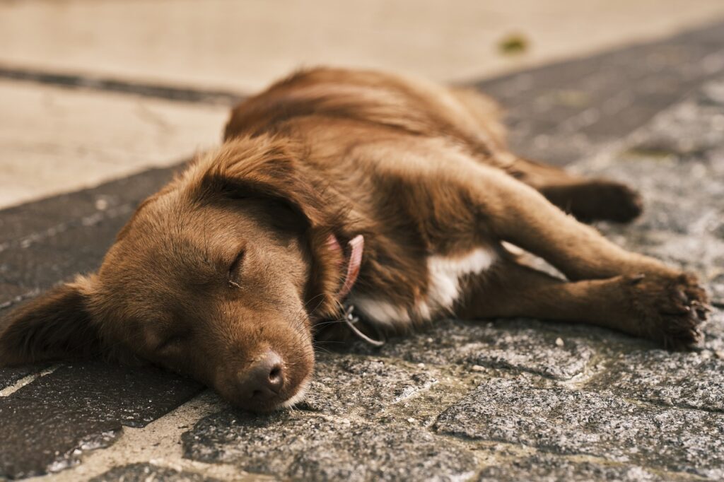 Do Puppies Sleep Through The Night?