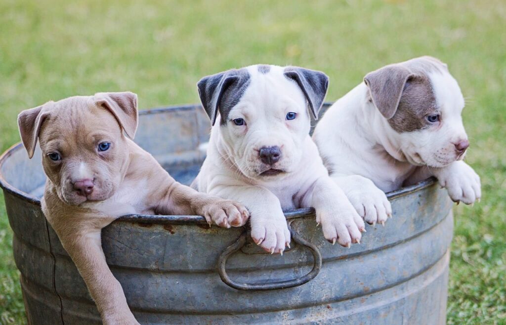 Should You Buy A Puppy From A Private Seller?