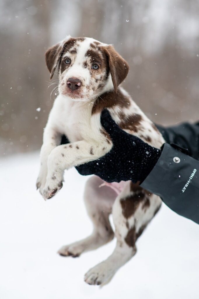 Why Should You Not Touch Puppies