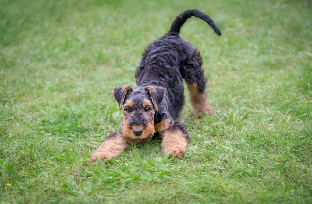 Is 10 Weeks An Appropriate Age To Bring A Puppy Home?