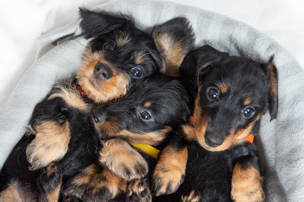 How Can You Select A Puppy From A Litter At 5 Weeks?