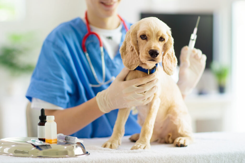 When Should Puppies Be Given Their First Shots?