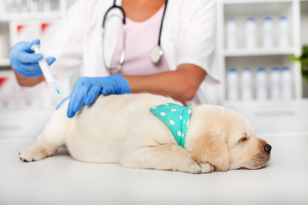 Which Vaccines Do Puppies Need?