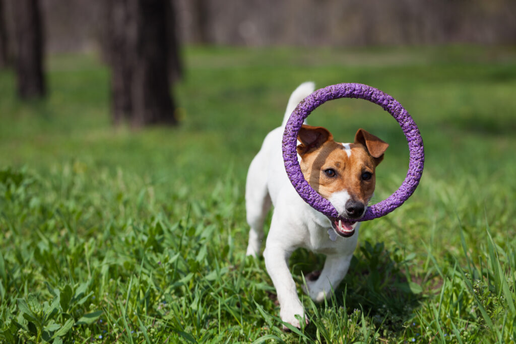 Which Weeks Are The Most Challenging With A New Puppy?