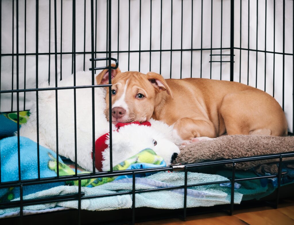 How Long Can An 8 Week Old Puppy Stay In A Crate At Night?