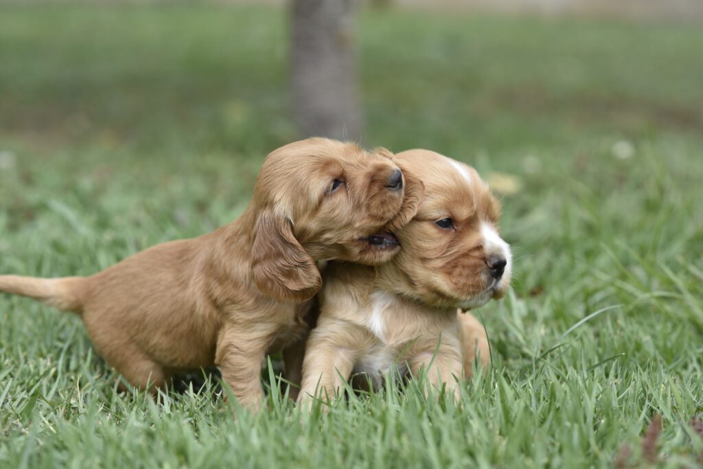 Is It Better To Raise One Puppy Or Have Two?