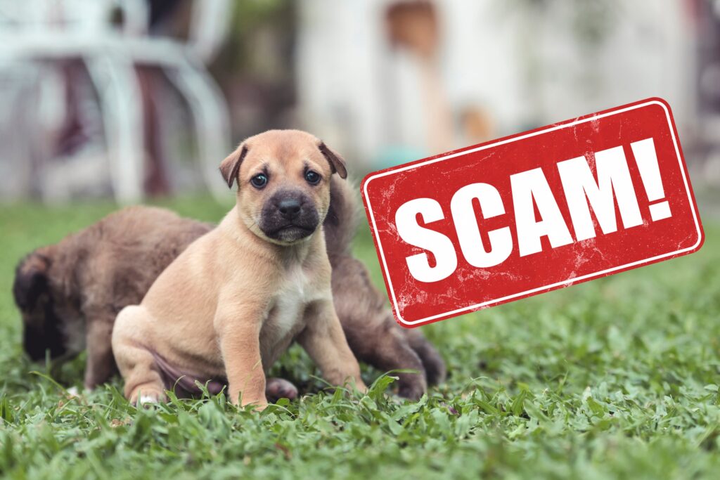 What Steps Can You Take To Avoid Puppy Scams?