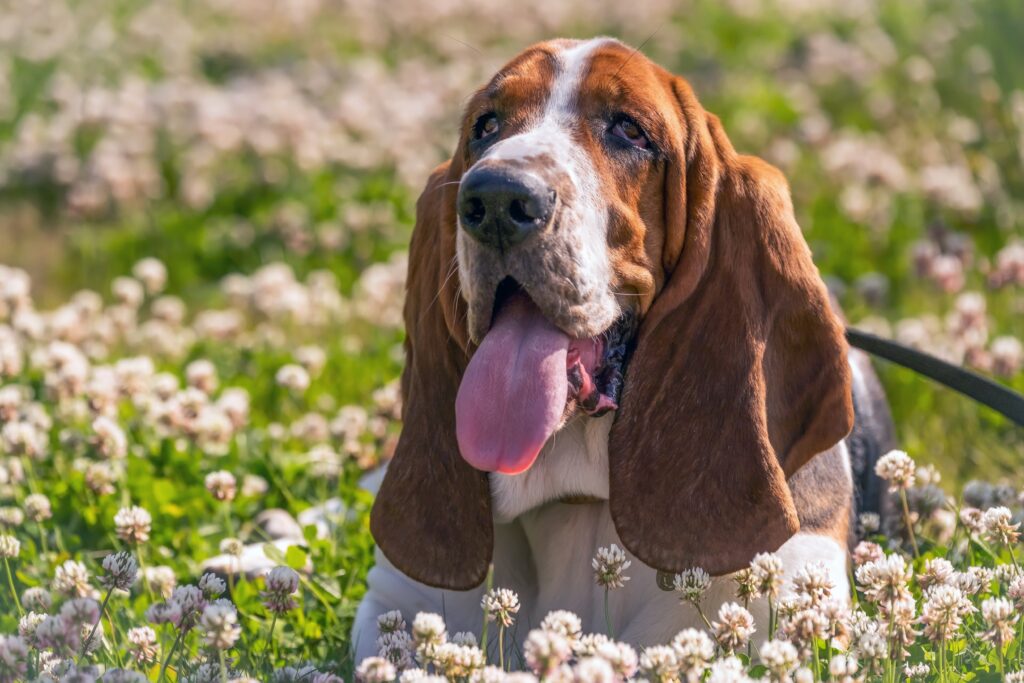 Which Puppy Breeds Are Typically The Calmest?