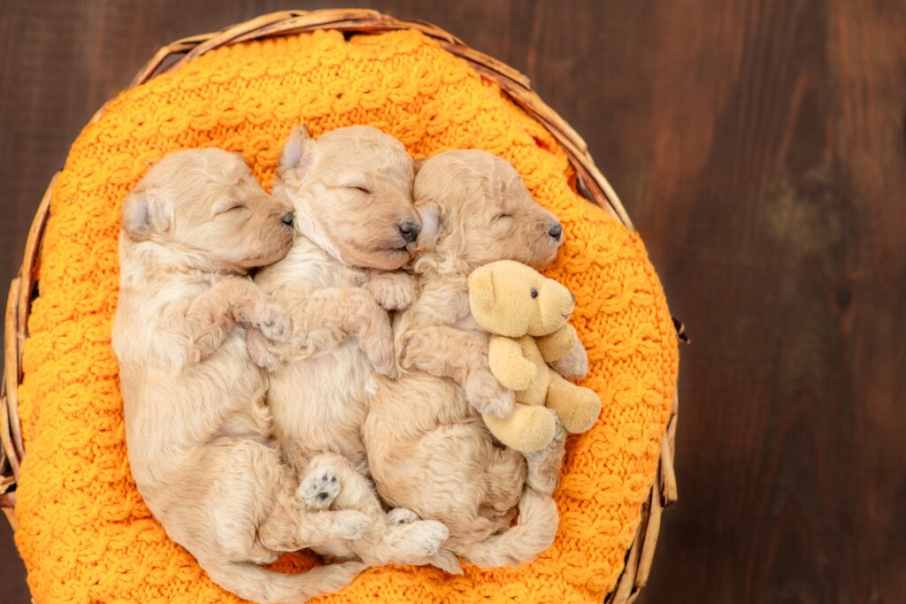 Why Do Breeders Sometimes Keep Puppies Until 12 Weeks?