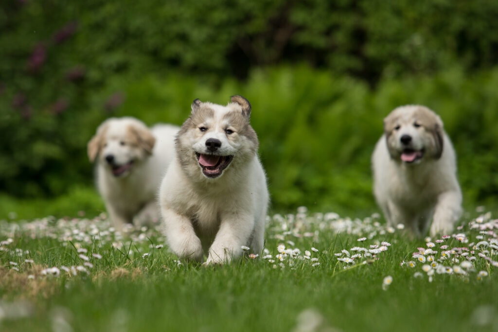 Should You Choose The Largest Puppy In The Litter?