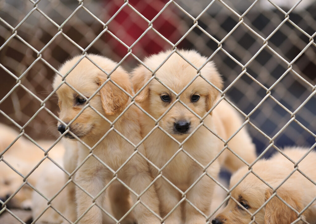 What Happens To Puppies That Breeders Don’t Sell?