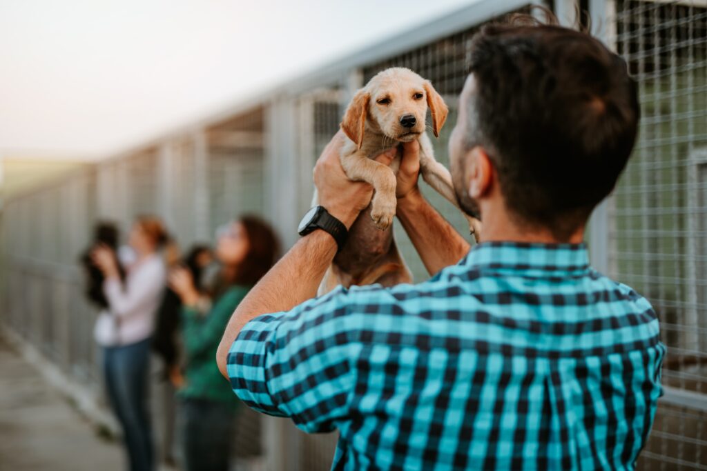 What Precautions Should You Take When Buying A Puppy?