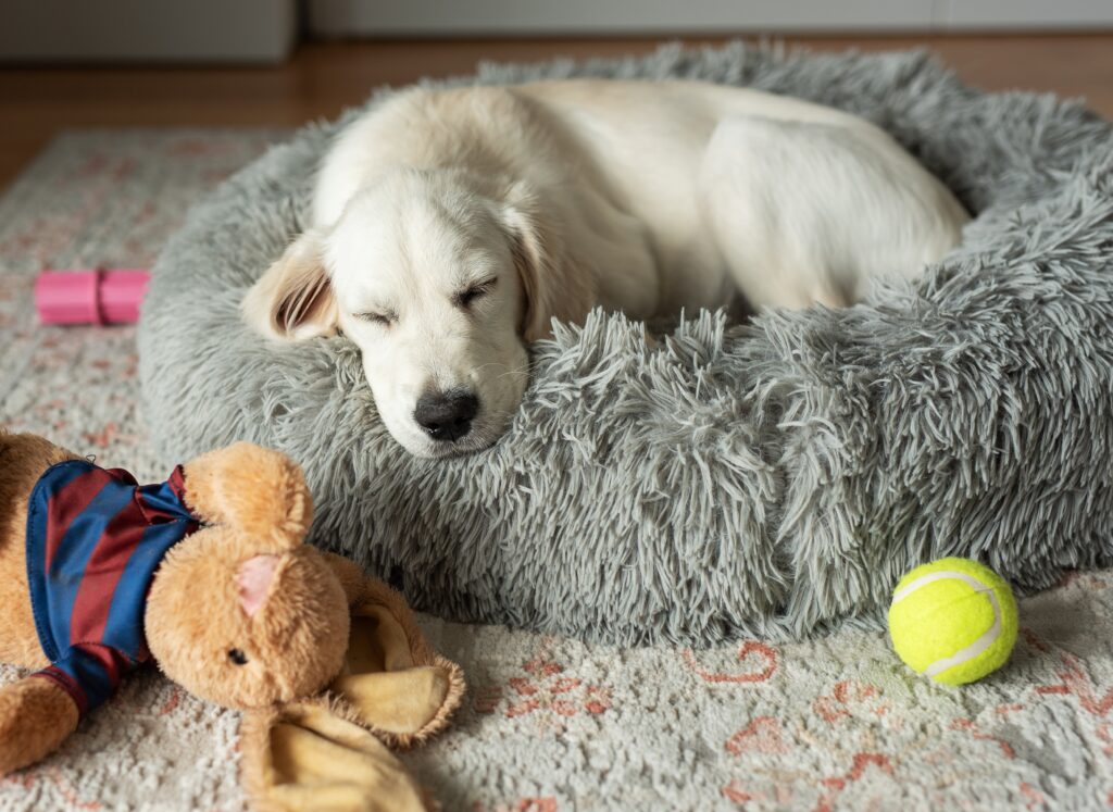 Where Is The Best Spot For A Puppy To Sleep At Night?