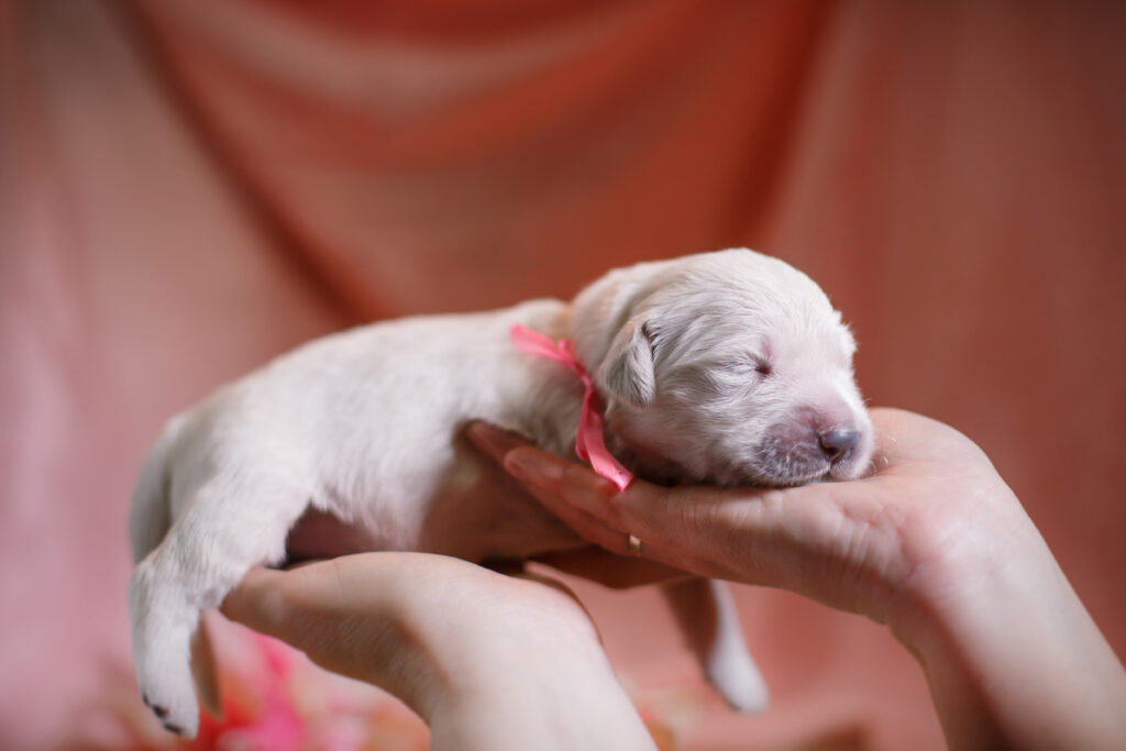 Is It Advisable To Pick The Biggest Puppy In The Litter?