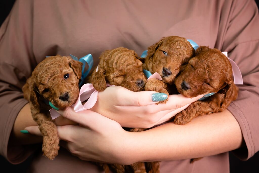 How Can You Make Sure A Breeder Isn’t A Puppy Mill?