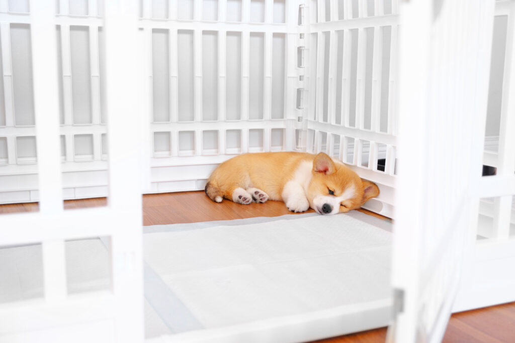 Should You Use Pee Pads In A Puppy’s Crate?