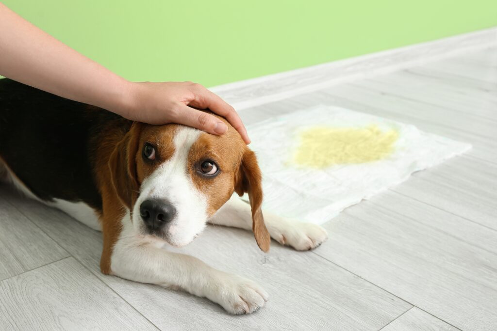 Do Pee Pads Interfere With Potty Training?