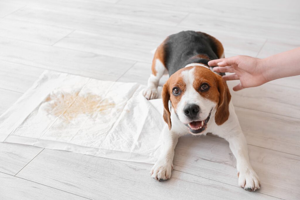How Do You Encourage A Puppy To Use A Pee Pad?