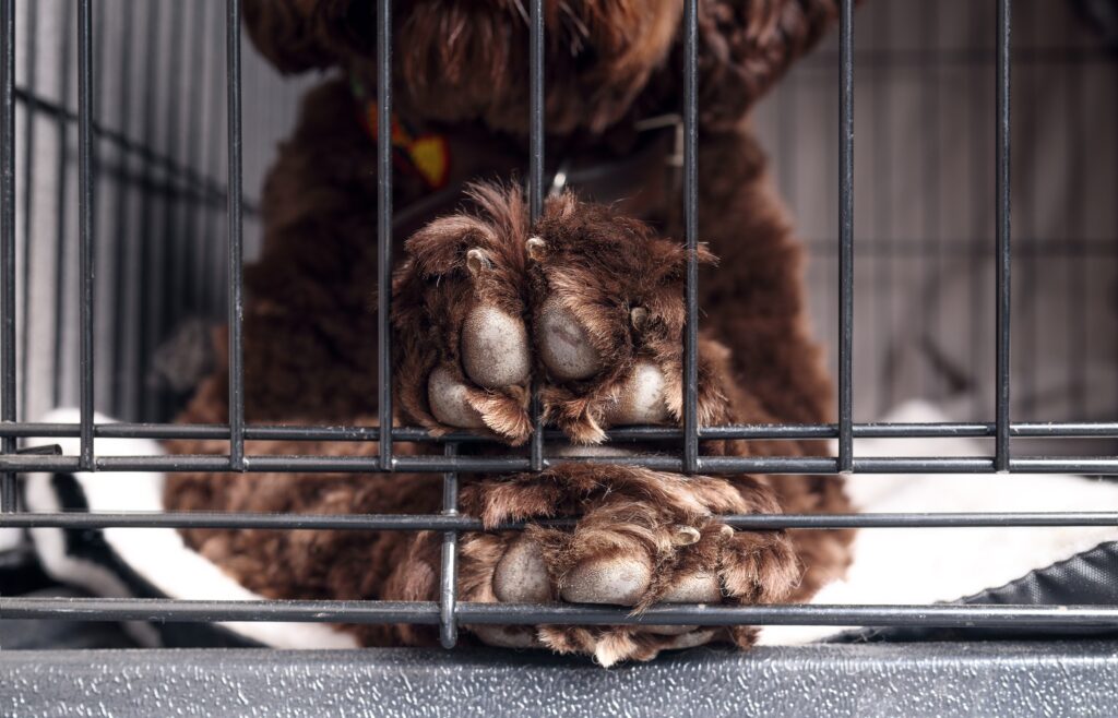 Should You Lock A Puppy In A Crate At Night?