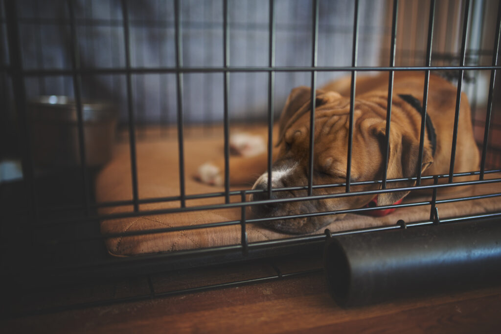 Should You Take A Puppy Out Of Its Crate At Night To Pee?