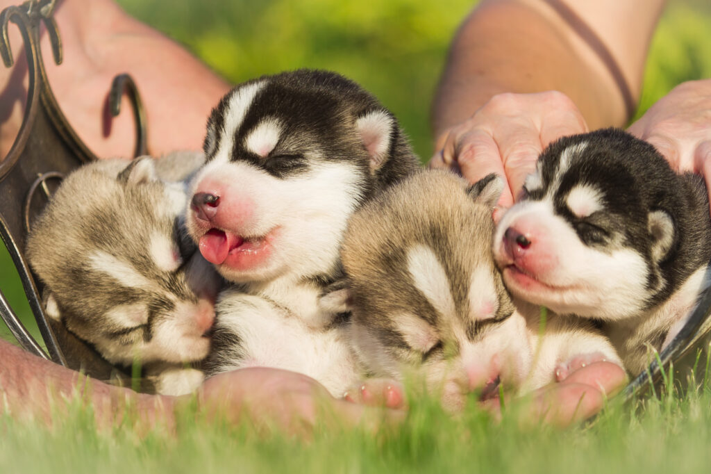 What Distinguishes A Reputable Puppy From A Backyard Breeder?