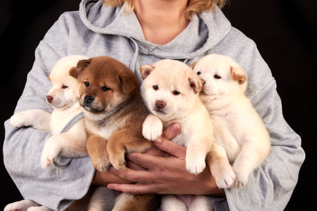 What Are The Characteristics Of A Reputable Breeder?