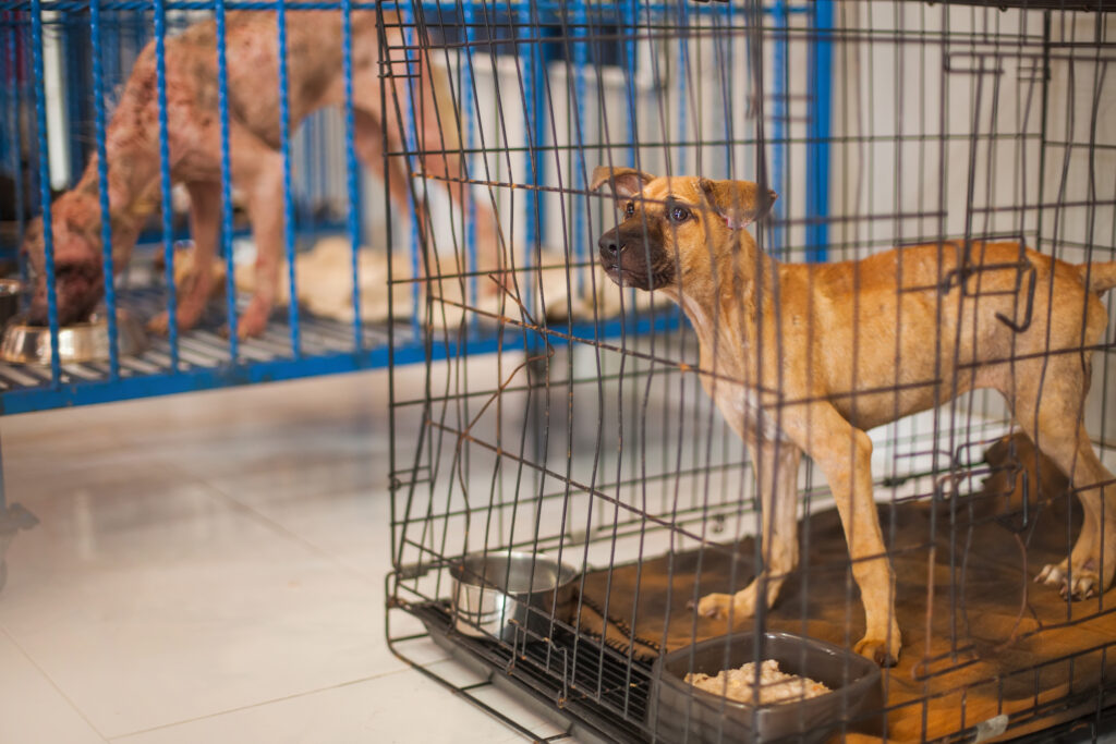 What Are The Warning Signs Of A Puppy Mill?
