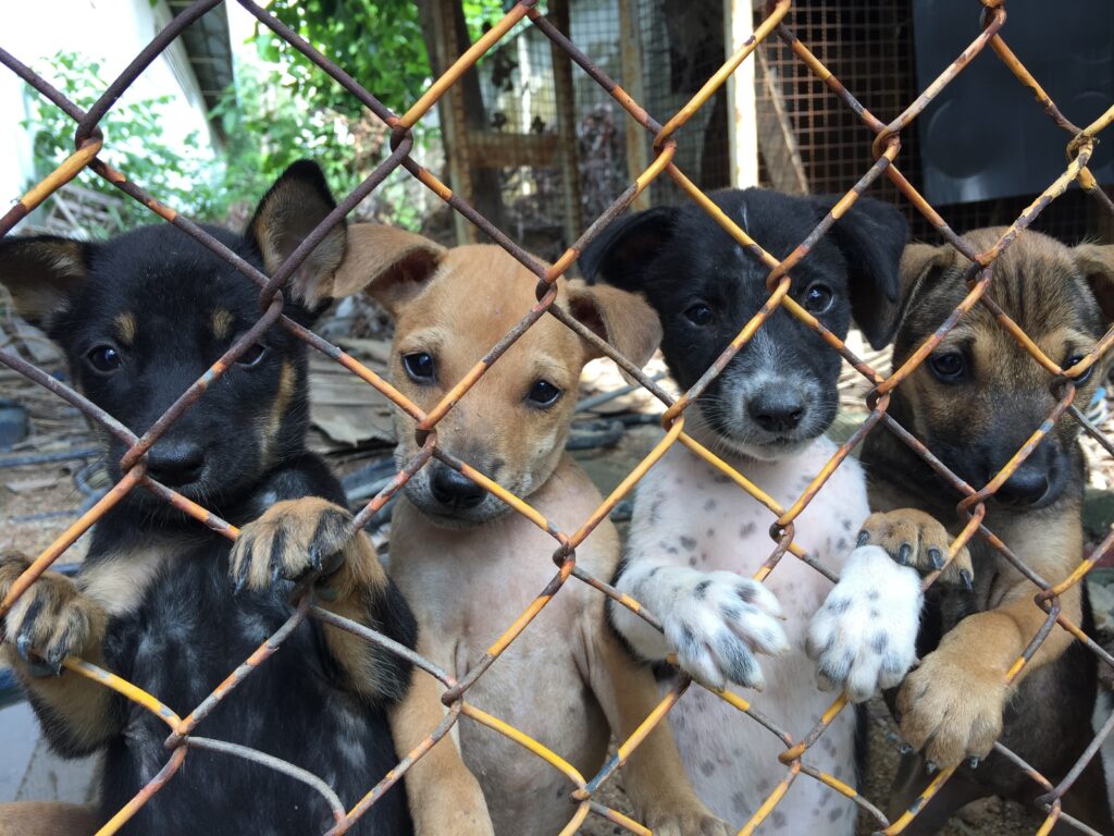 What Do Breeders Do With Puppies They Don’t Sell?