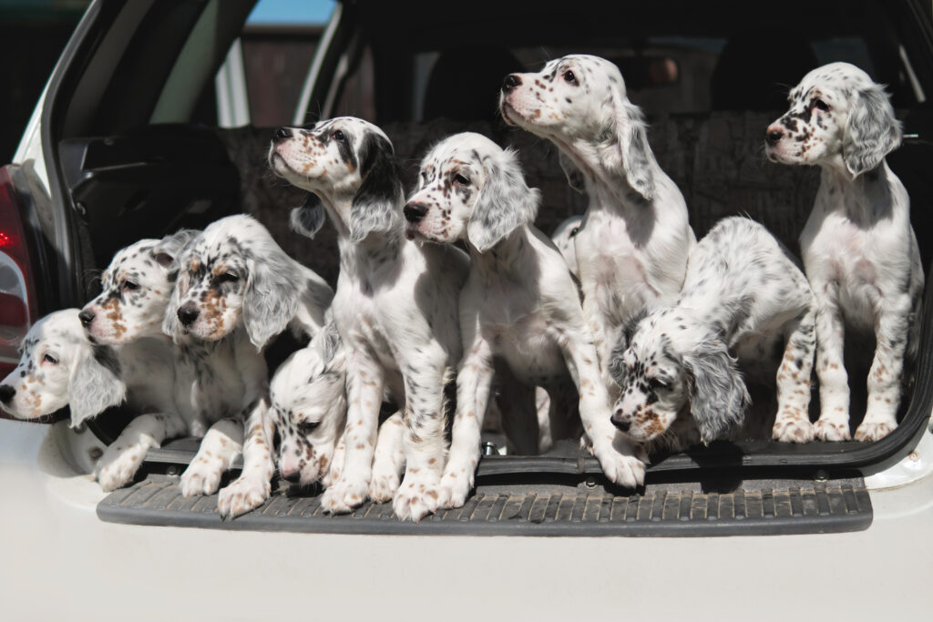 Why Avoid Buying Puppies From Puppy Mills?