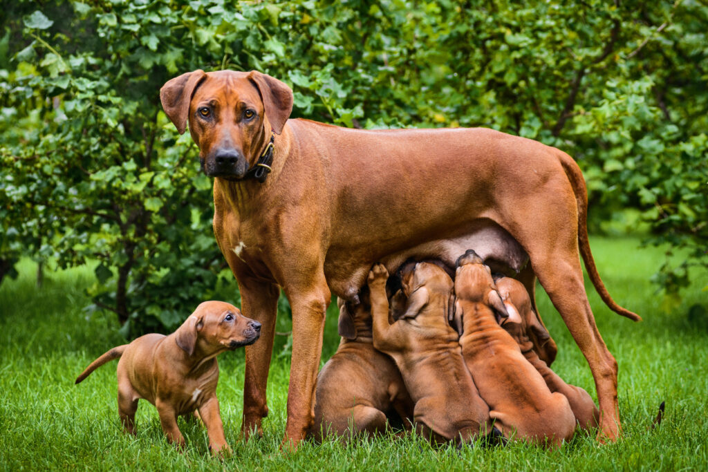Why Should You Consider Not Buying From Breeders?