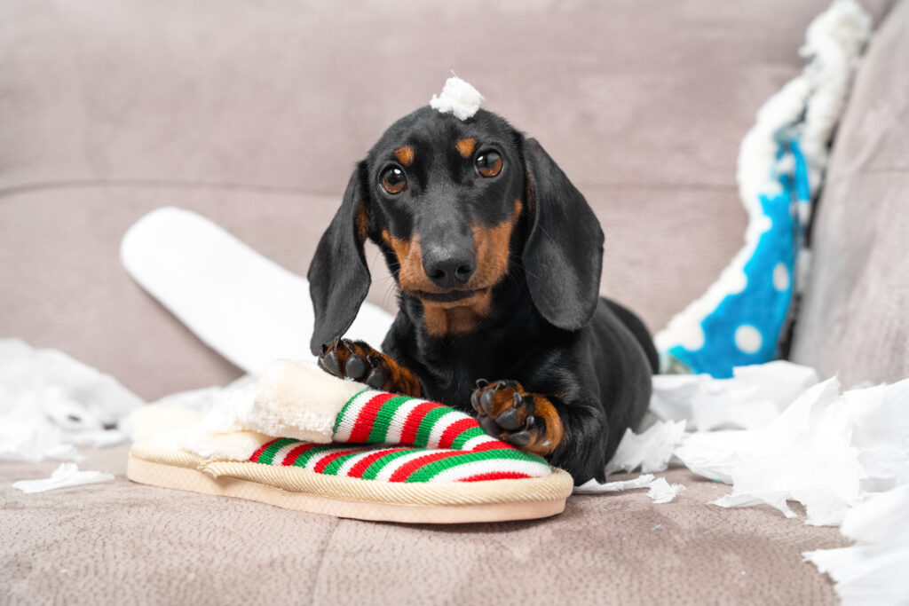 Are Dachshunds Good Dogs?