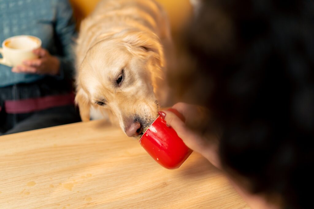 Can A Golden Retriever Drink Coffee?