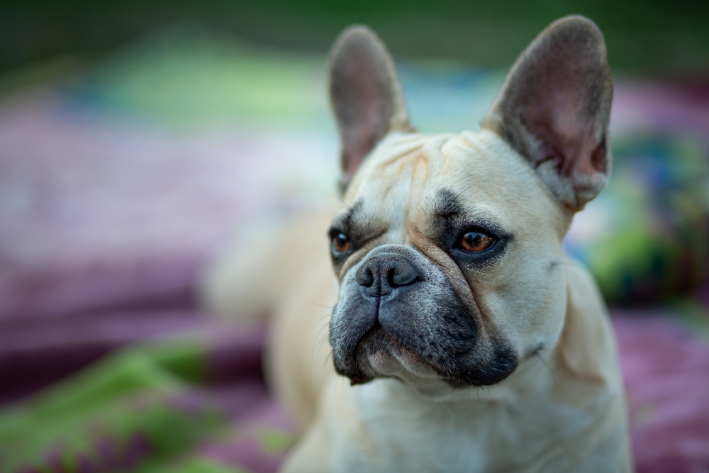 Can French Bulldogs Eat Fried Eggs