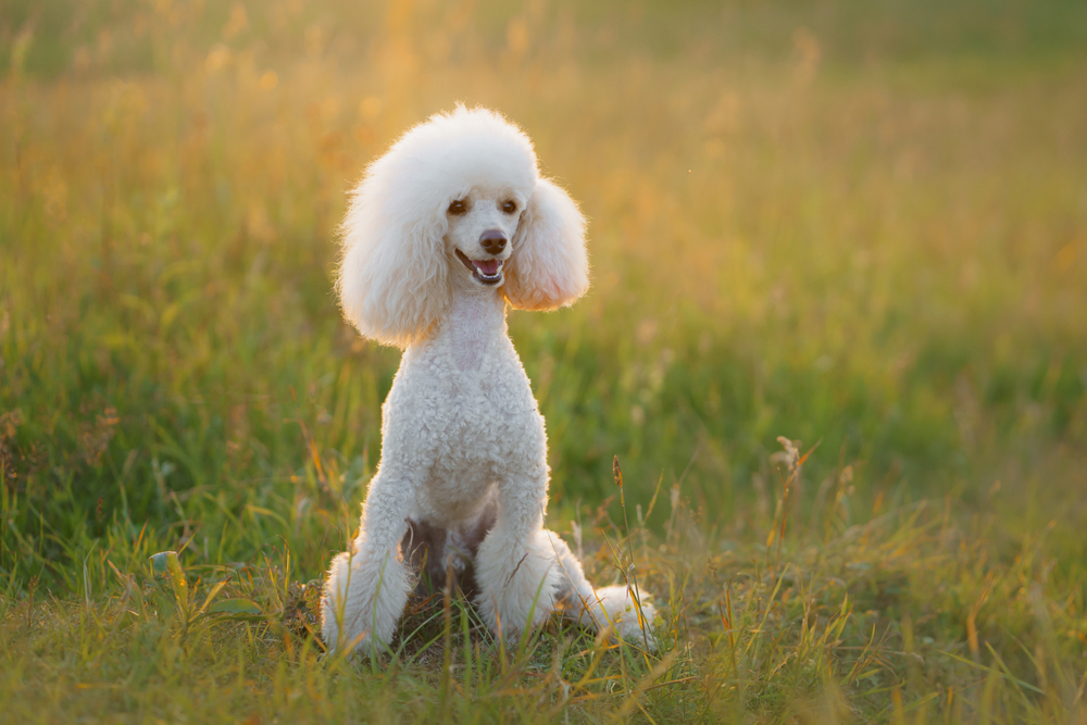 Can Poodles Eat Cat Food