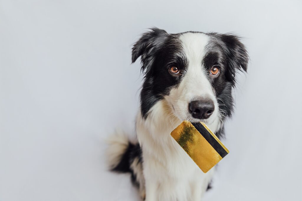 How Can You Avoid Puppy Breeder Scams?
