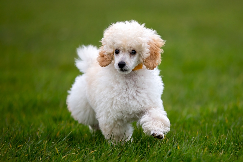 How Do I Know If My Poodle Is In Pain