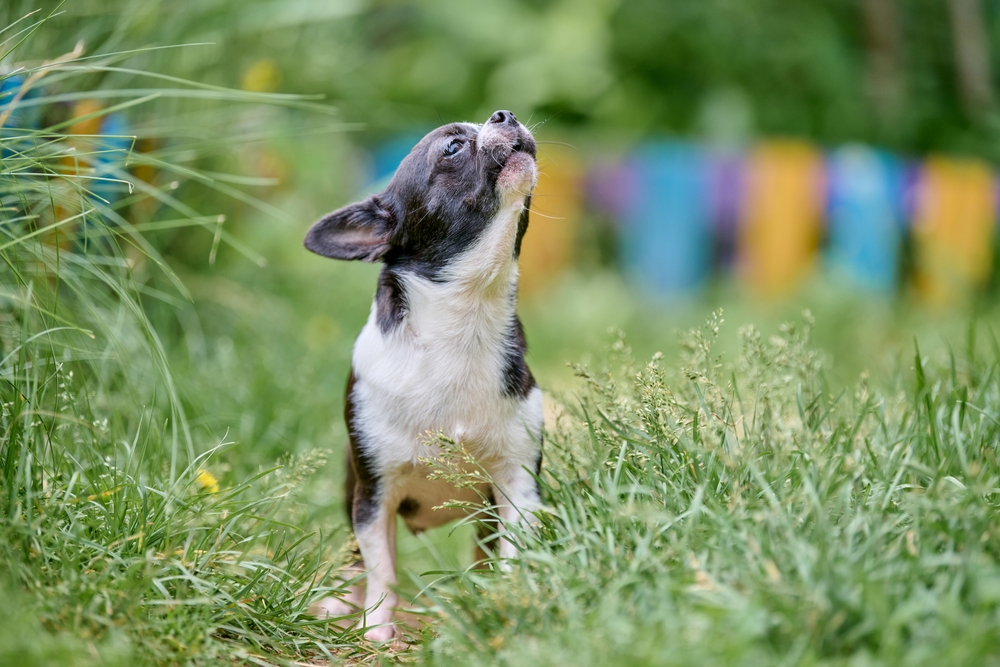 How Often Should Chihuahuas Be Bathed