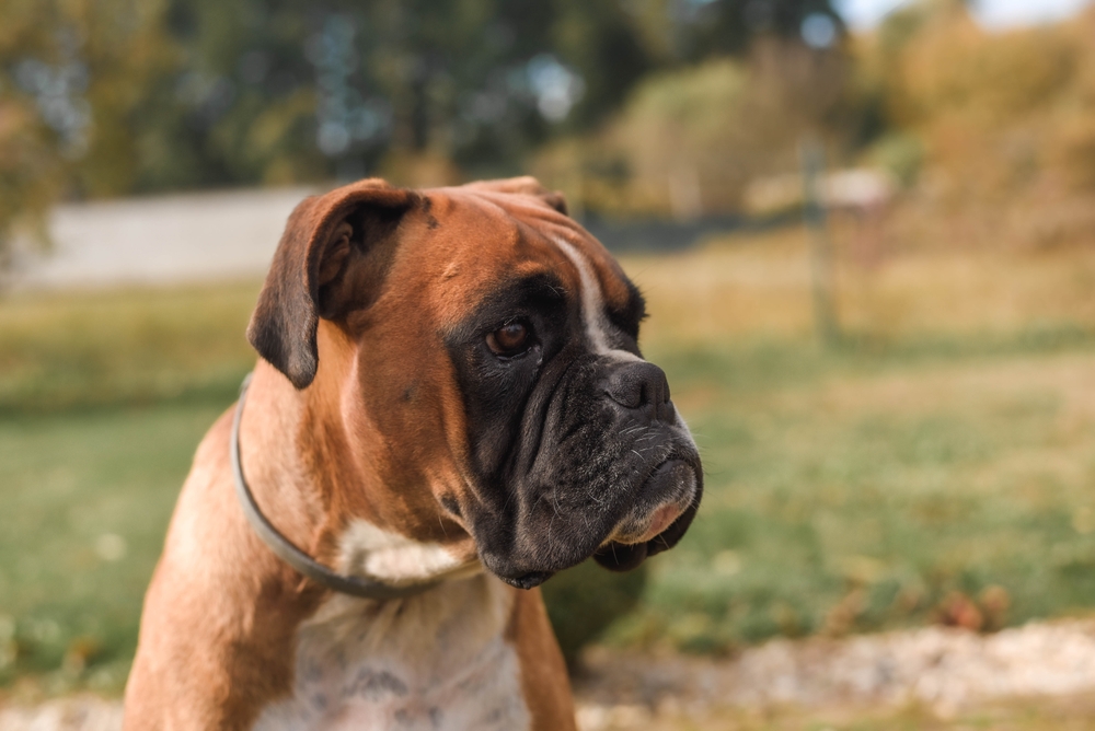 Is Boxer An Aggressive Dog