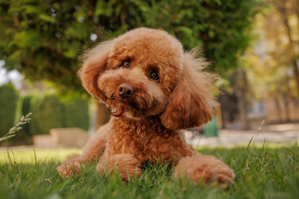 What Are Poodles Favorite Things