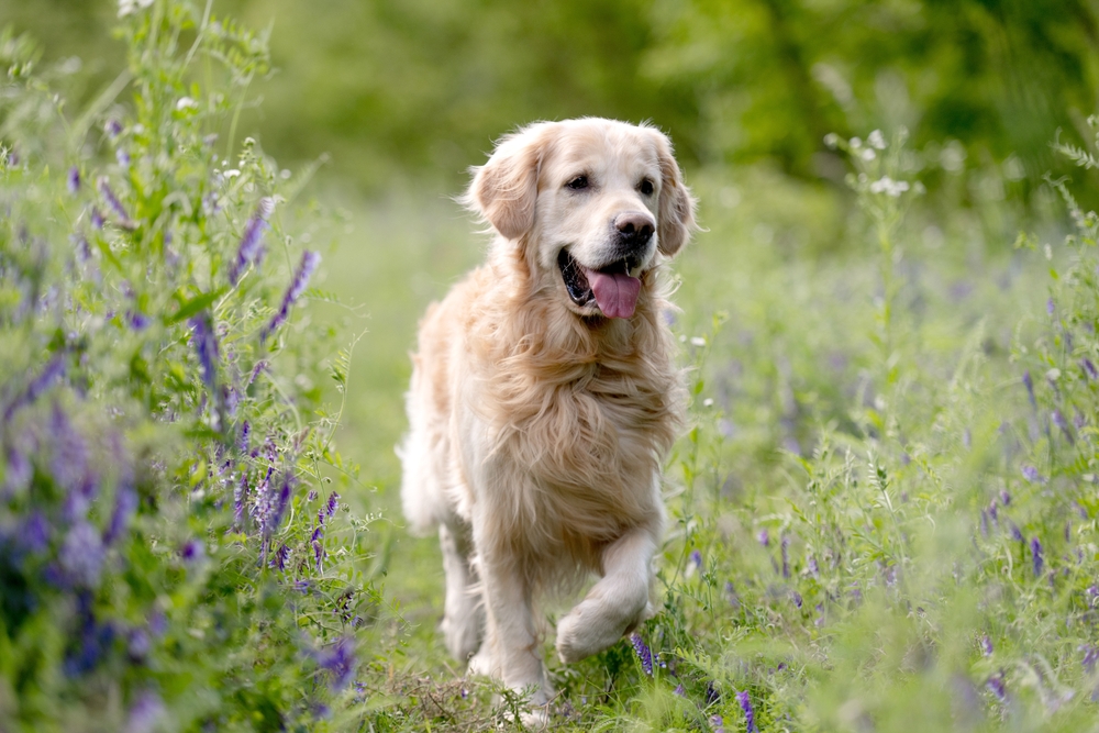 What Are The Disadvantages Of A Golden Retriever