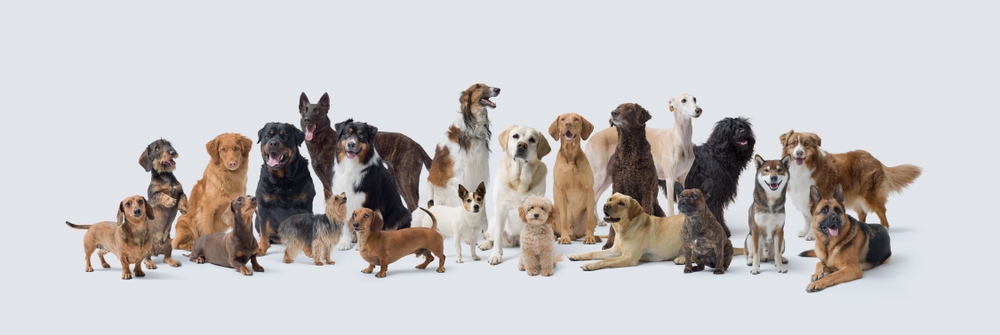 What Breed Of Dog Has The Worst Separation Anxiety